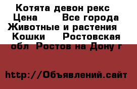 Котята девон рекс › Цена ­ 1 - Все города Животные и растения » Кошки   . Ростовская обл.,Ростов-на-Дону г.